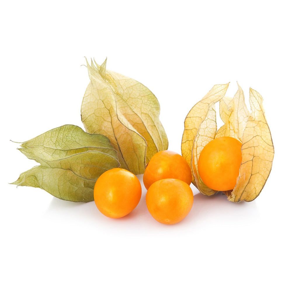 Physalis Colombia 12 Pack