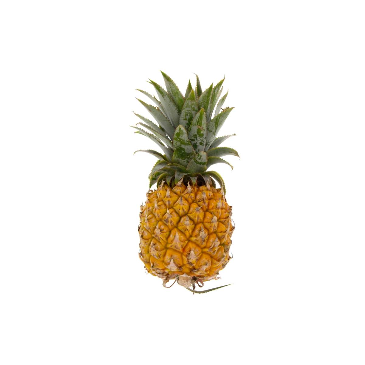 Baby Pineapple South Africa +400/pc