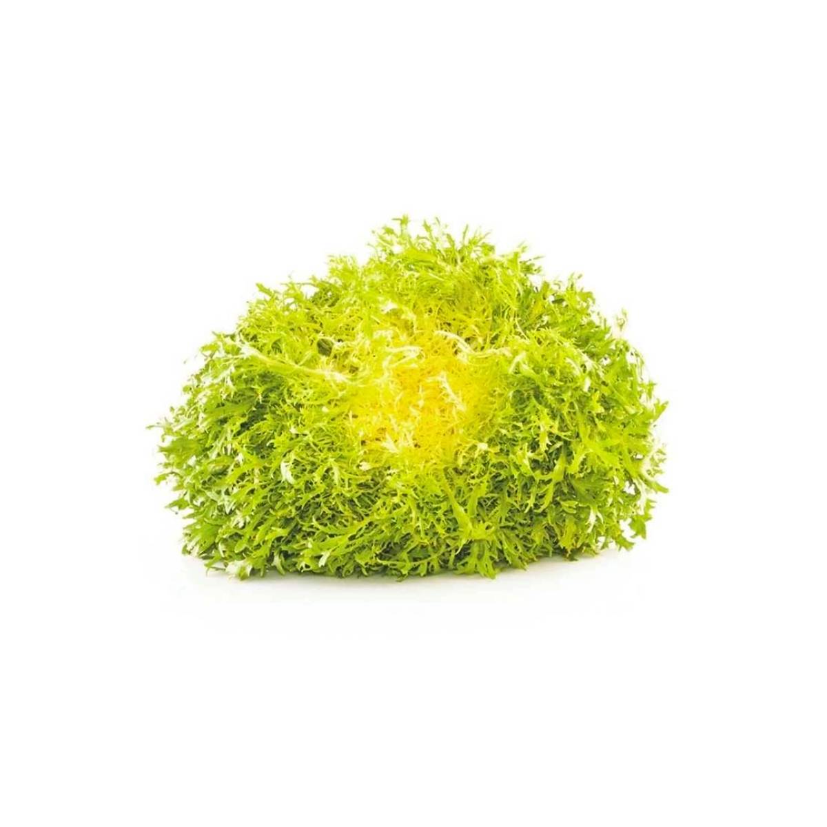 Lettuce Frisee Netherlands 125g