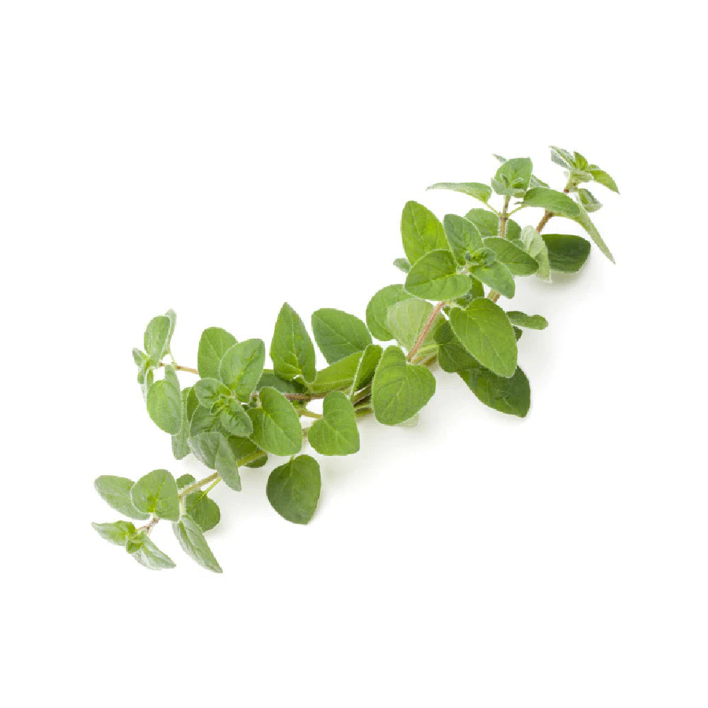 Marjoram 80g Pack