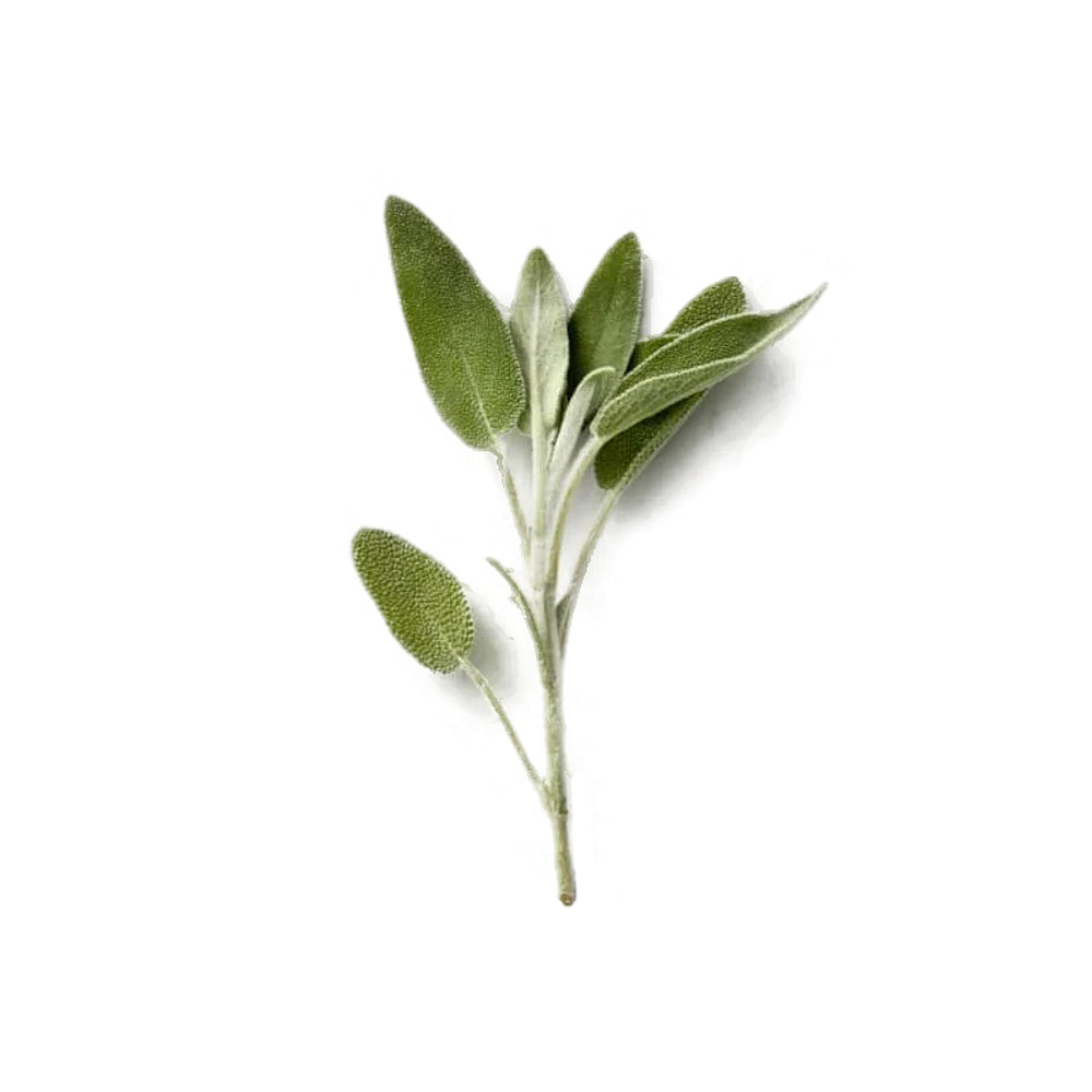 Sage Kenya 100g