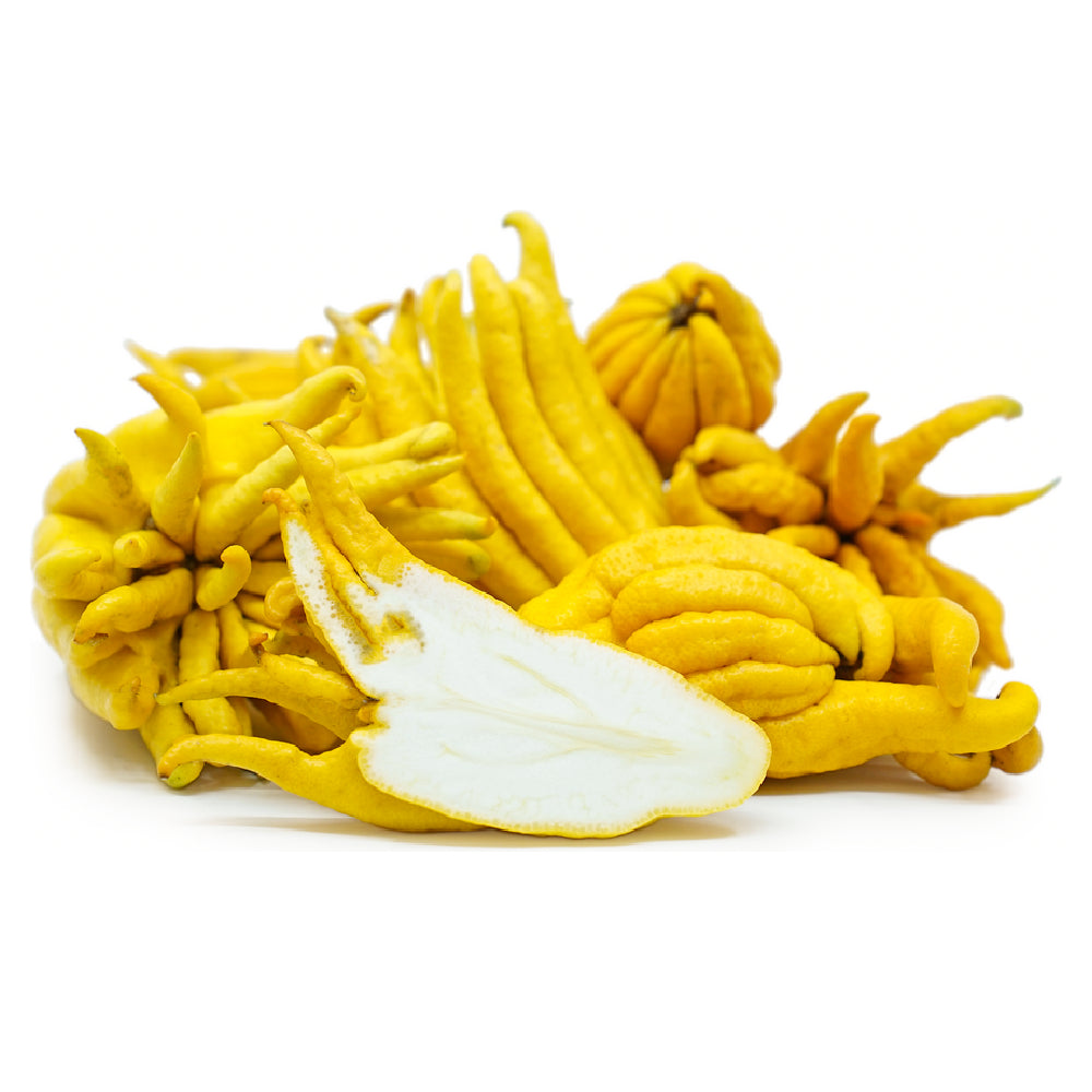Buddha's Hand Citron (Sarcodactylis) Morocco 250g-300g Piece