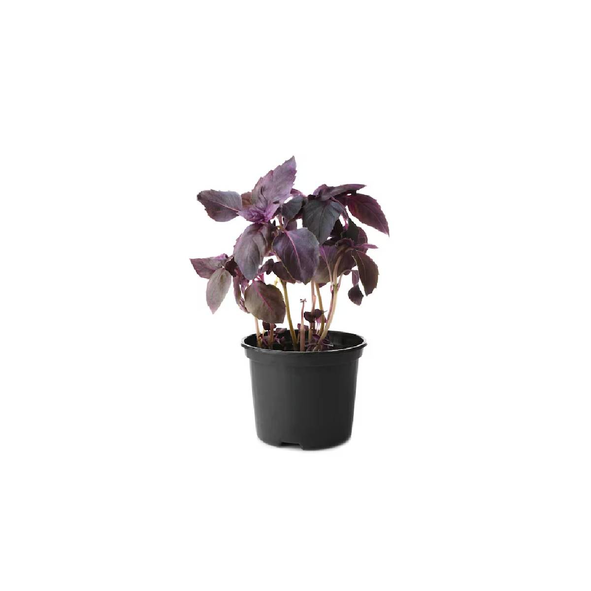 Basil Uae 50g Pack