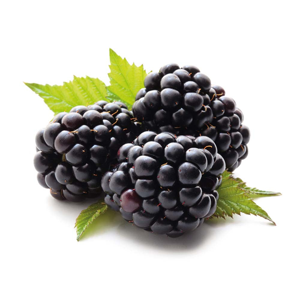 Blackberry Lebanon 1 Pack
