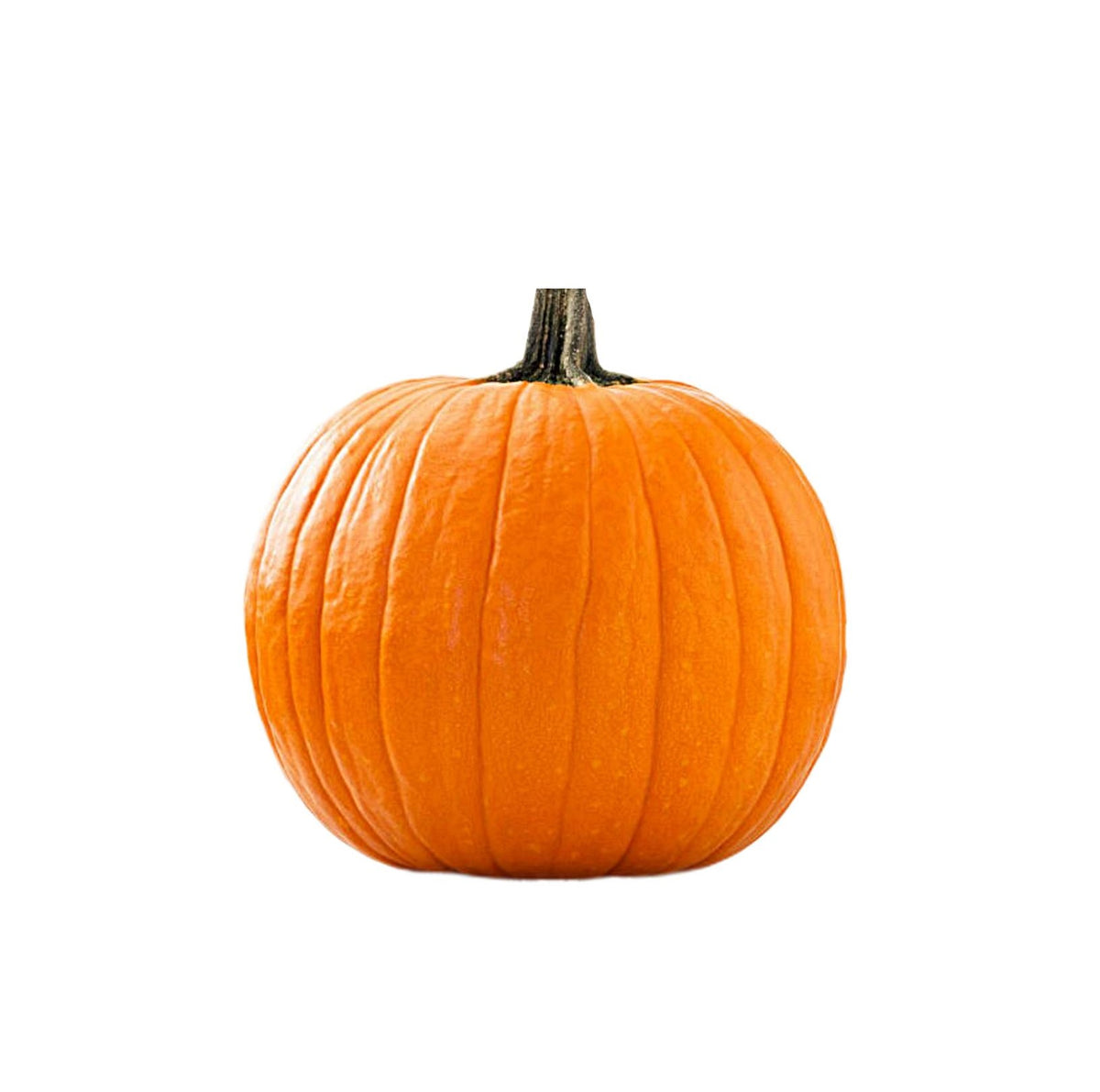 Pumpkin Netherlands 5-7Kg