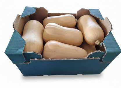 Butternut Pumpkin Box Spain +9.5Kg