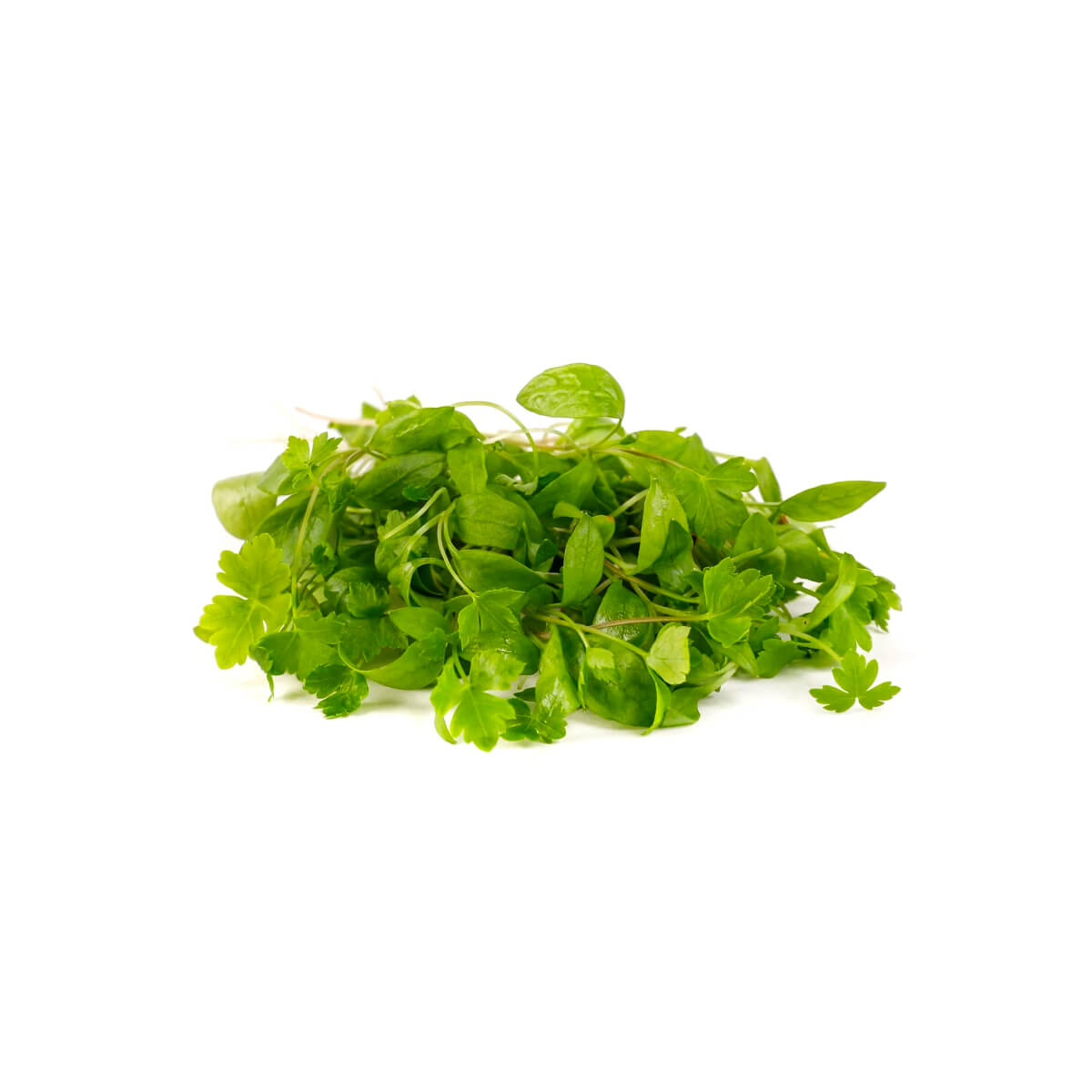 Hygrow Micro Parsaley Uae 15g Pack