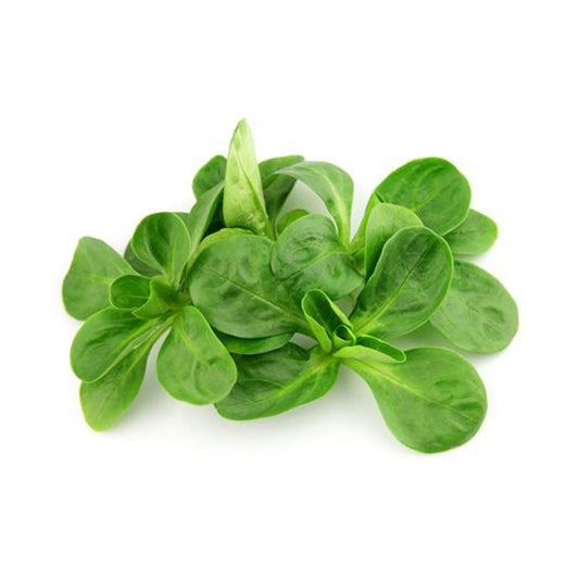 Lettuce Mache Italy 125g Pack