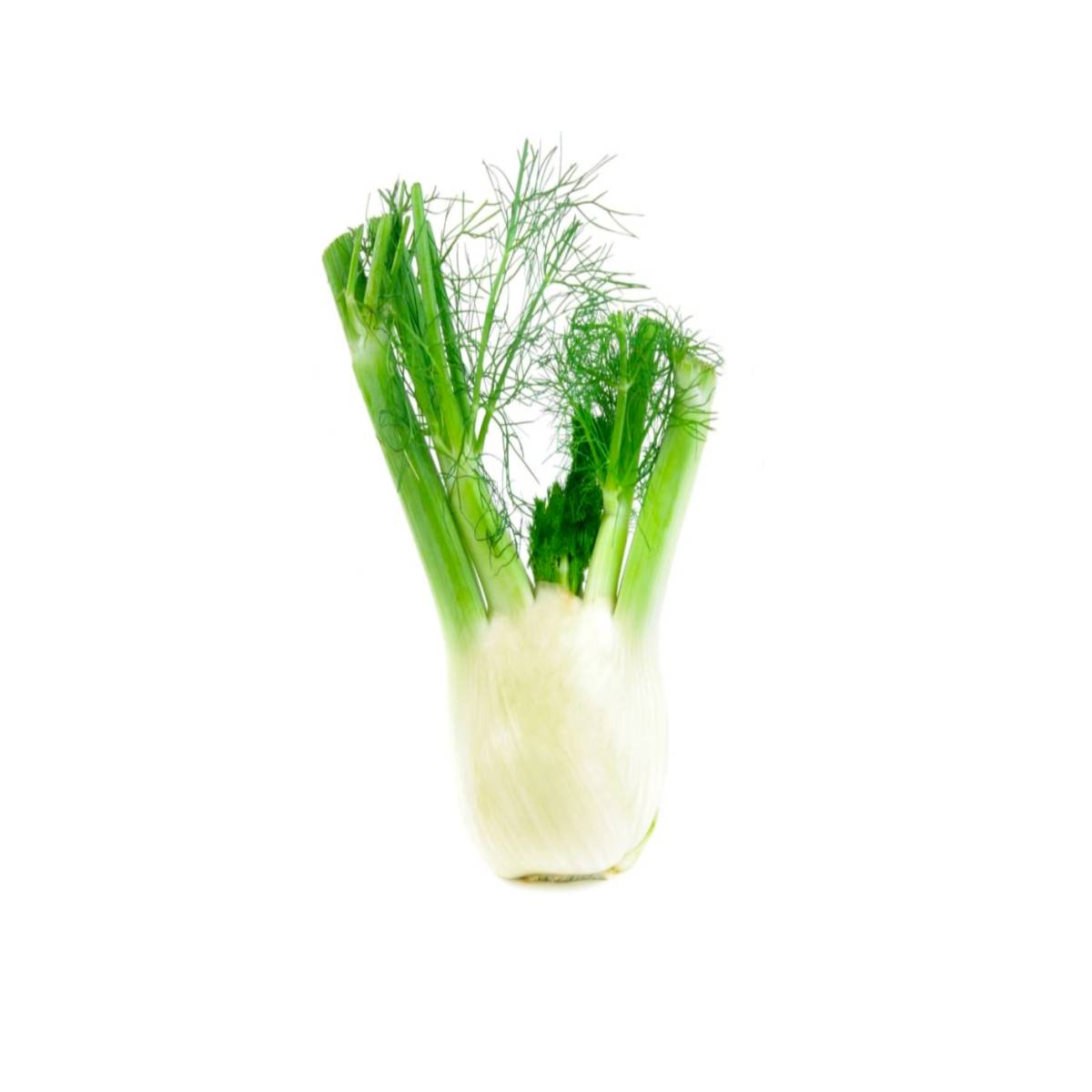 Fennel Netherlands 500g