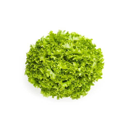 Lettuce Lollo Bionde Netherlands 85g/pc