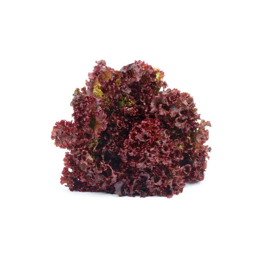 Lettuce Lollo Rosso Netherlands 100g/pc