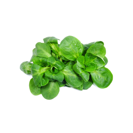 Lettuce Mache Italy 100g