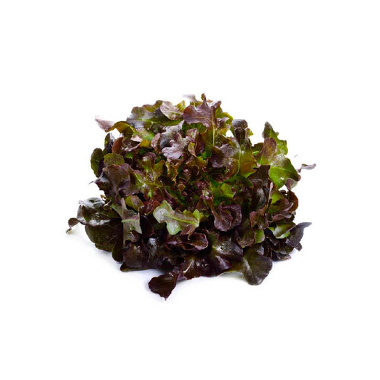 Lettuce Oakleaf Red Netherlands +80g/pc