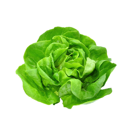Lettuce Boston Netherlands +100g/pc
