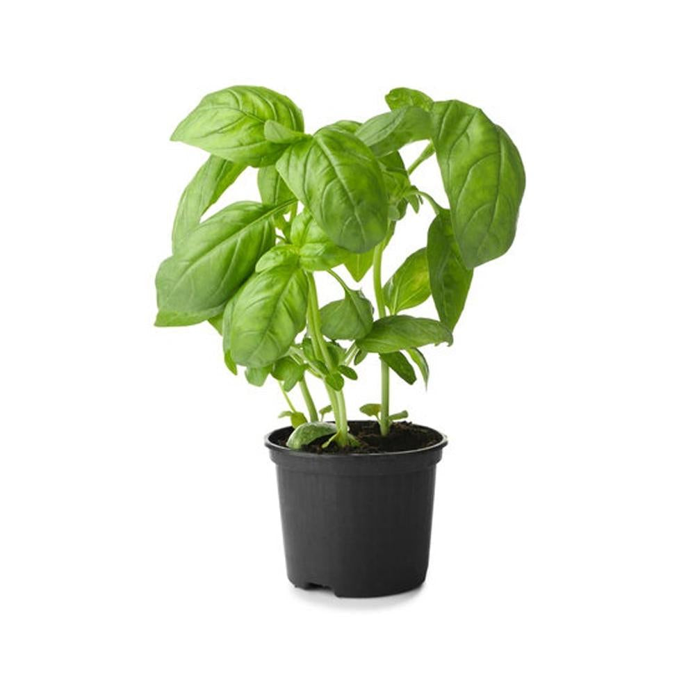 Basil Pot Uae 150g Pot