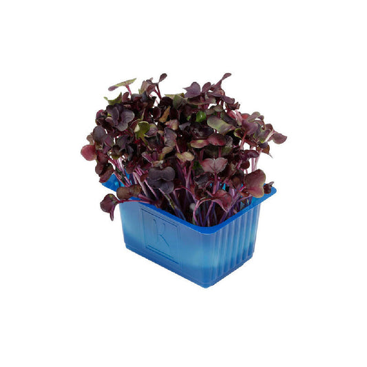 Cress Sakura mix Netherlands 100g Pack