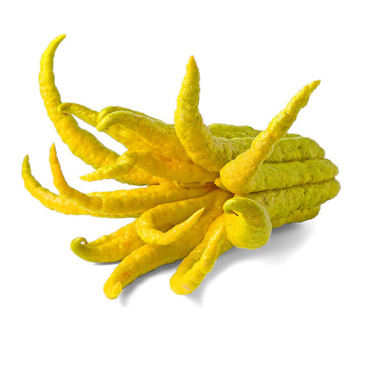 Buddha's Hand Citron (Sarcodactylis) Morocco 250g-300g Piece