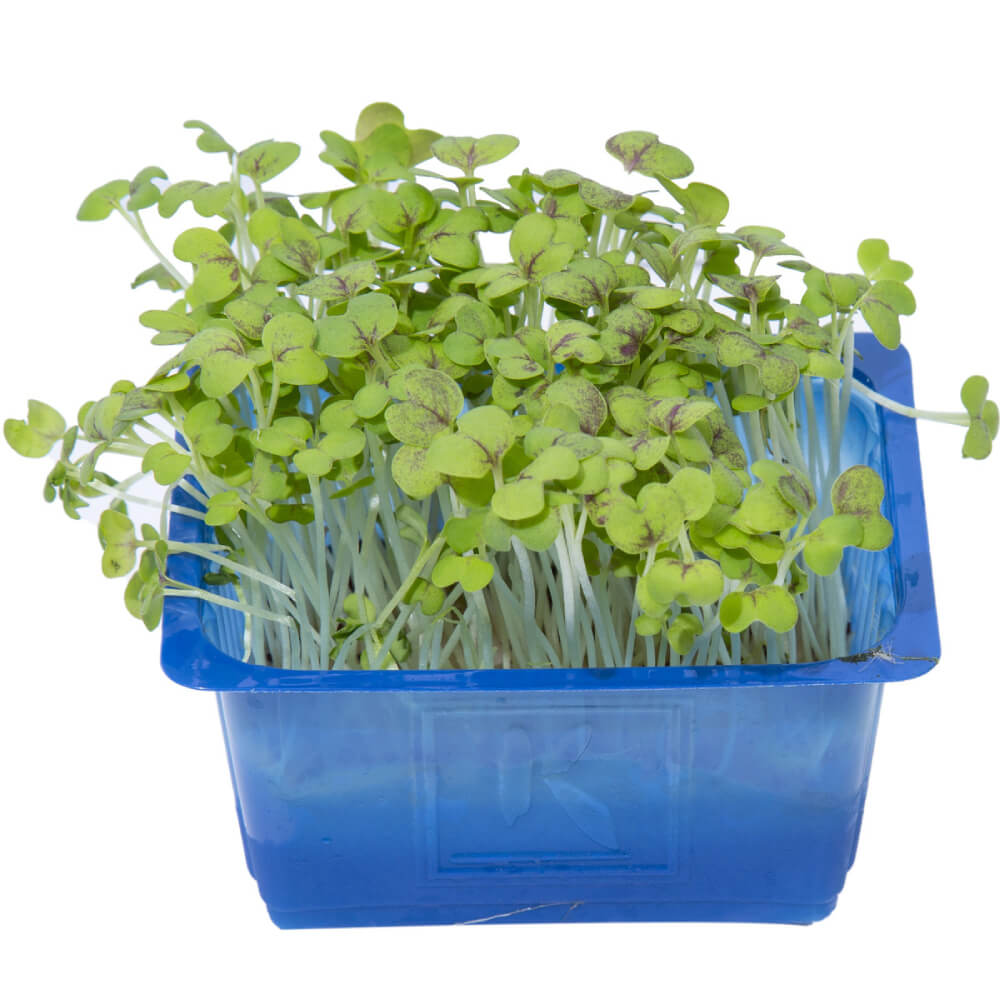 Mustard Cress Netherlands 100g Pack
