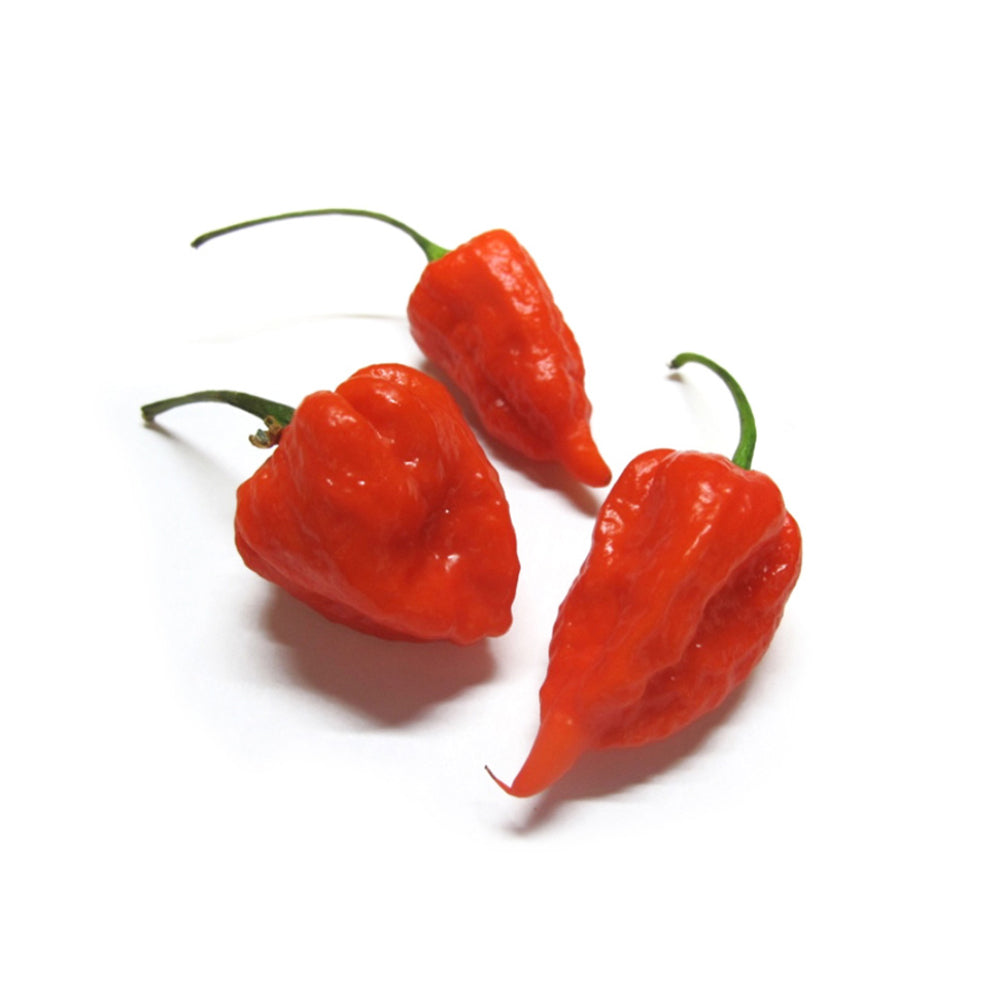 Red Habanero Pepper Netherlands 100g