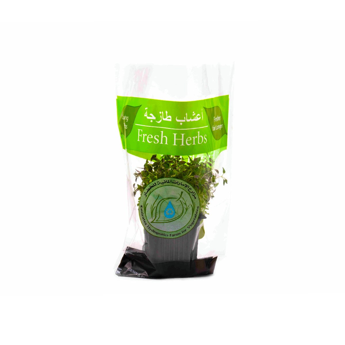 Thyme Leaves Pot Uae 1 Piece