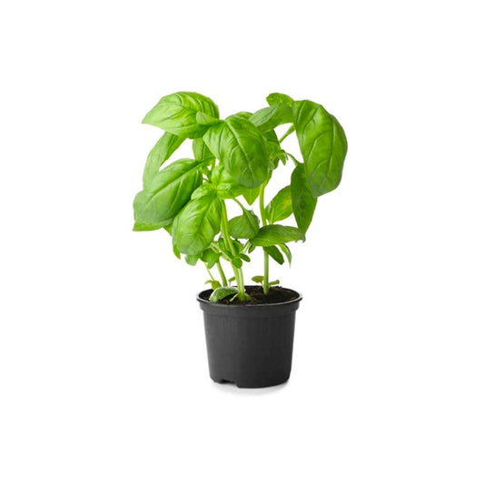 Basil Pot UAE 150g