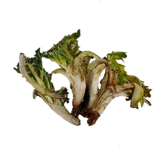 Gundelia (Akkoub) Jordan +650g