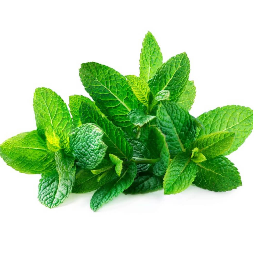 Mint Lebanon 250g