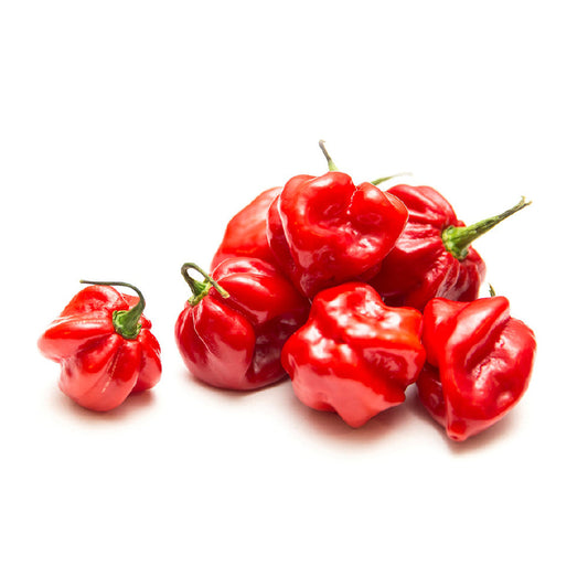 Chili Red Short Lebanon 500g