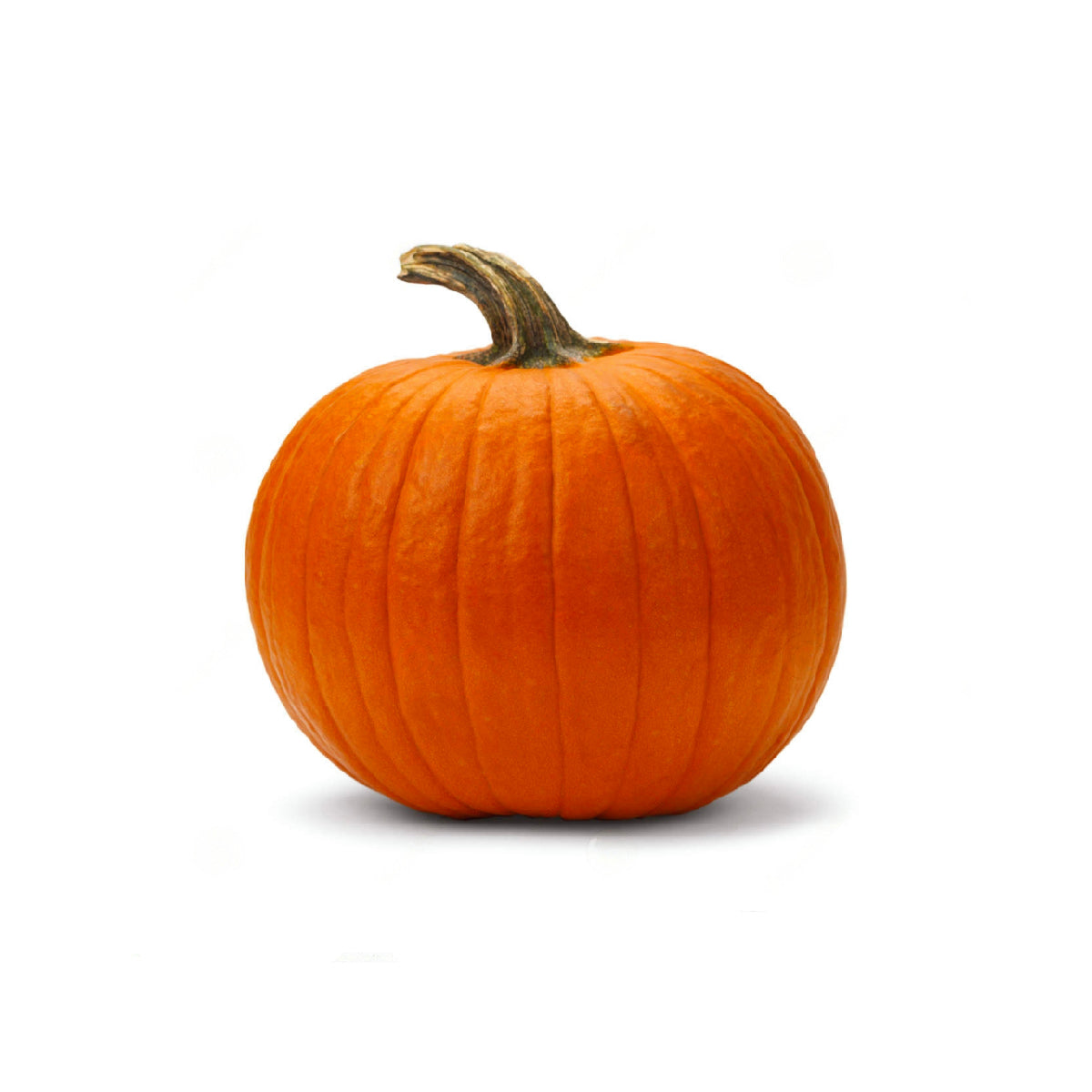 Halloween Pumpkin Germany 3-4.5Kg Piece