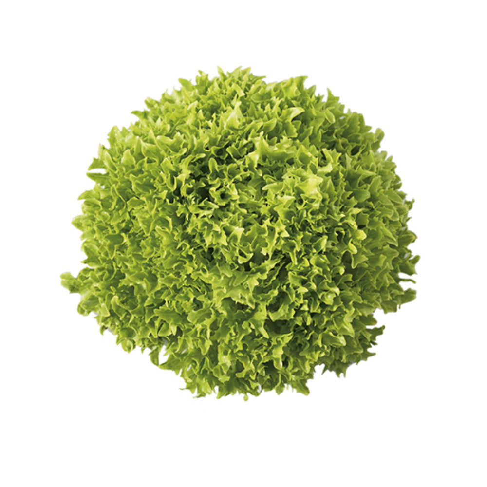 Salanova Uae 1 Bunch