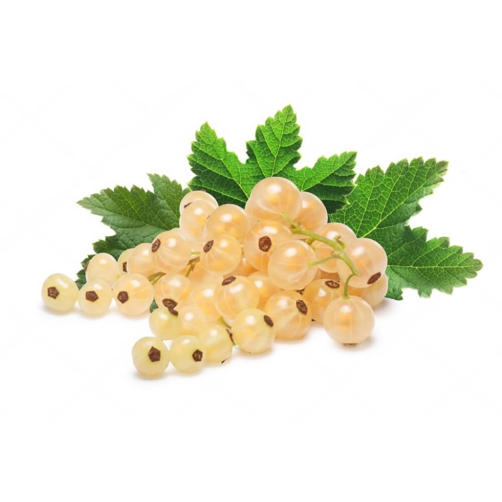 White Currant Holland 125g
