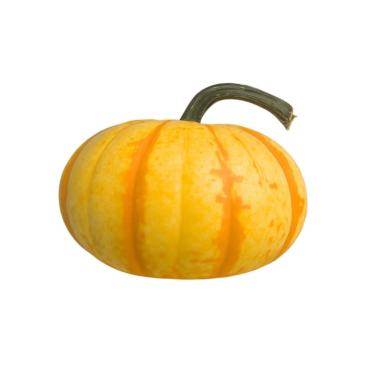 Blaze pumpkin USA +1.6Kg