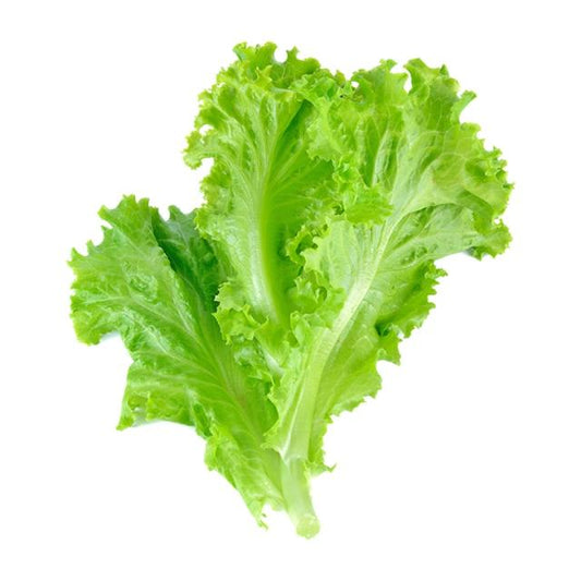 Crispy Lettuce UAE 125g