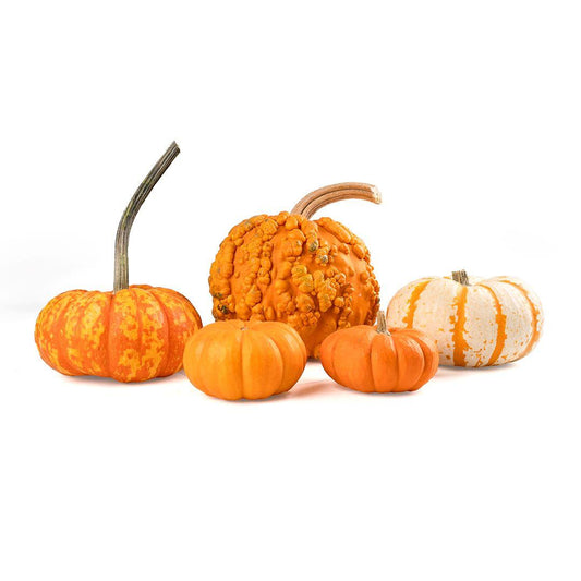 Halloween Package 2