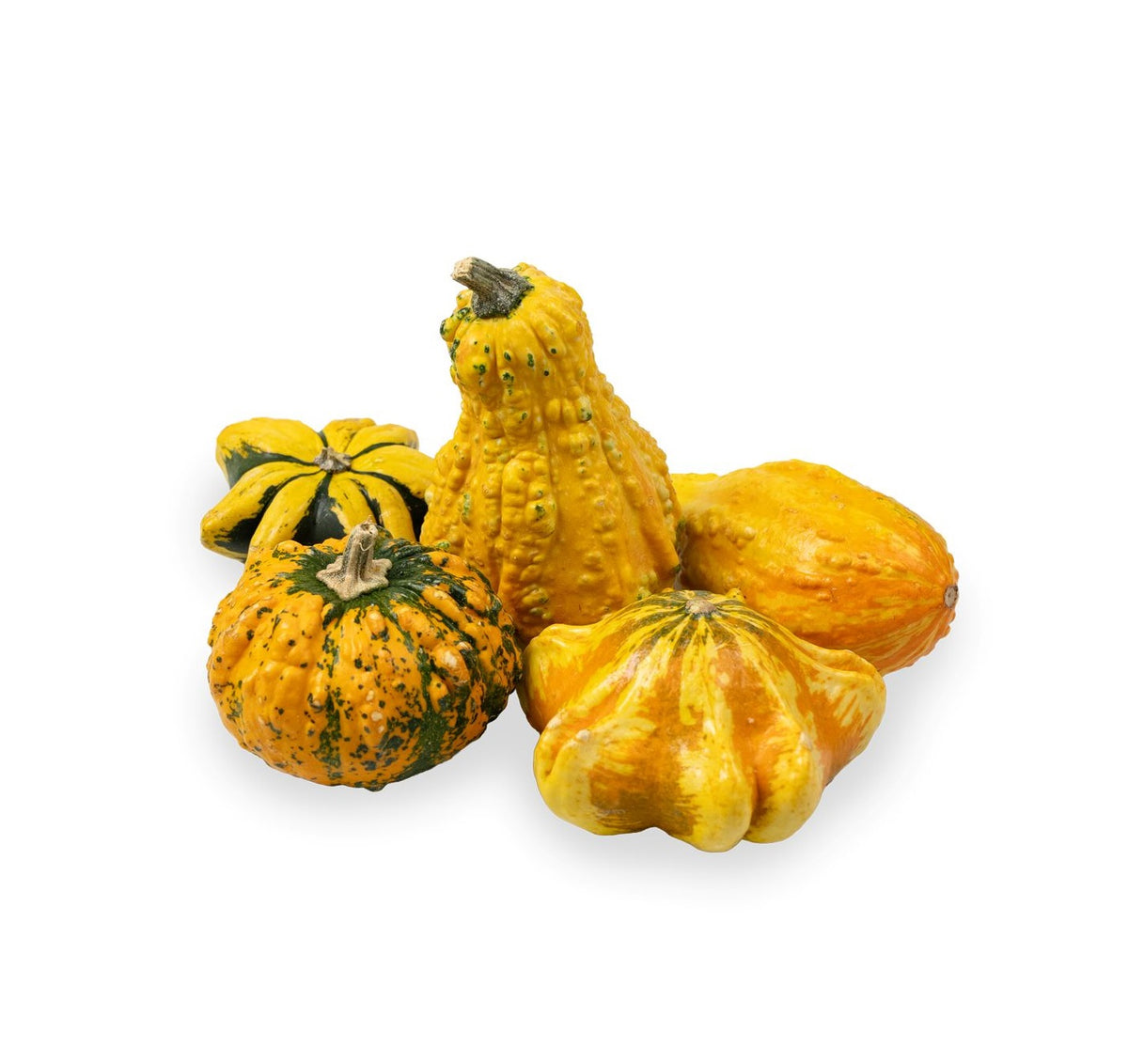 Ornamental Gourds 5Pcs