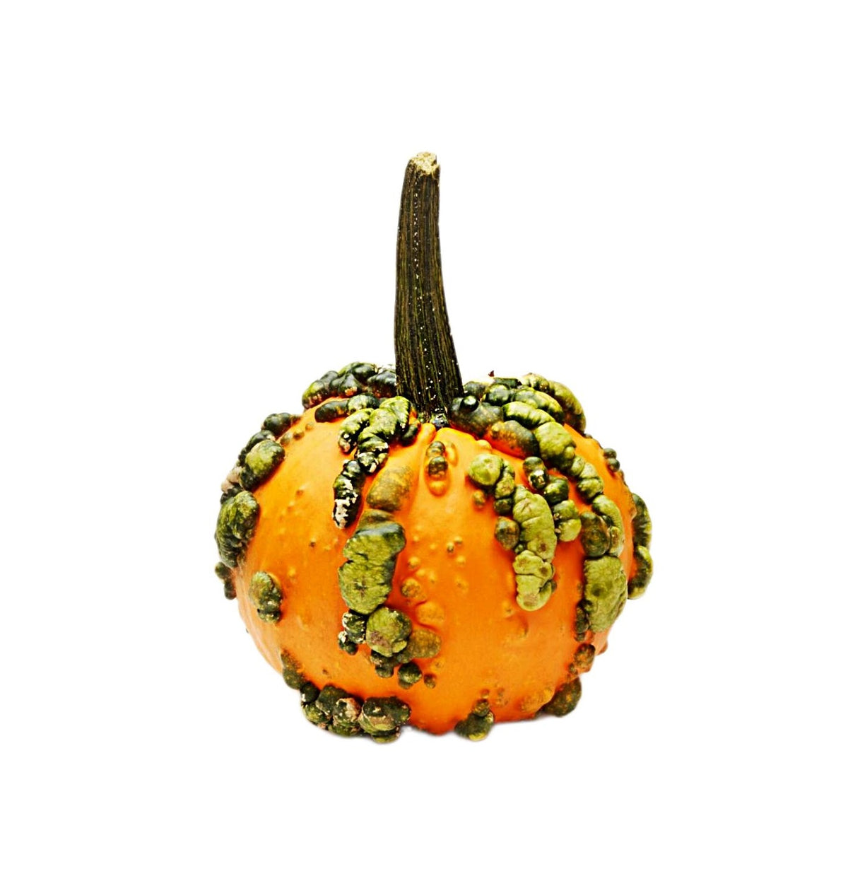 Warty Minion Pumpkin USA 1.3kg