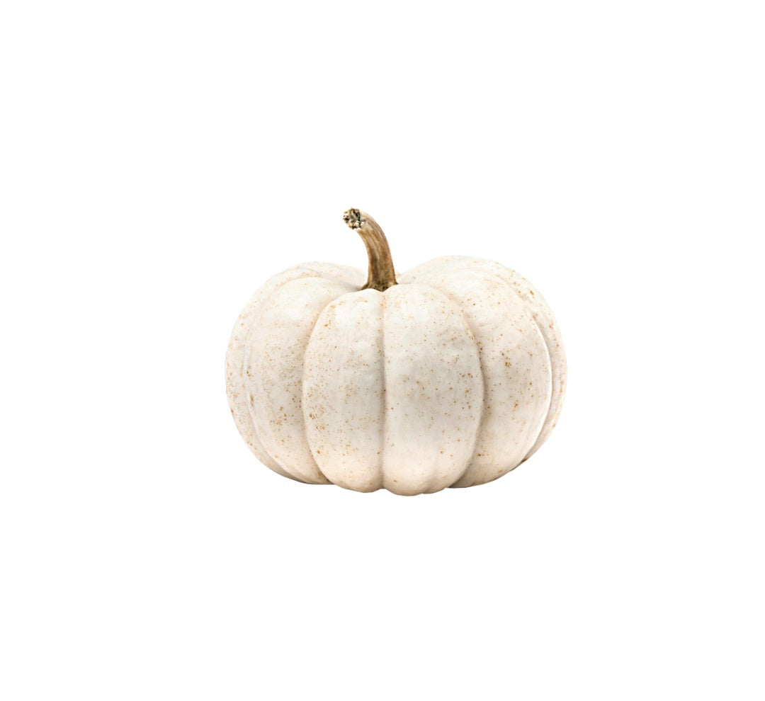 Mini White Pumpkin USA