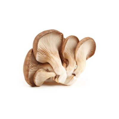 Mushroom Oyster 100g